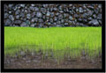 Rýžové pole