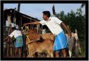 Dekorovani kravy - Thai Pongal