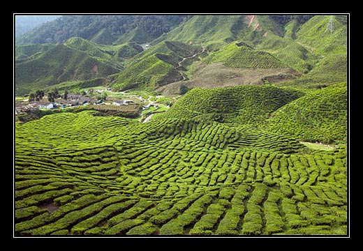 Cameron Highlands